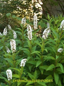 Lysimachia clethroides - blossom